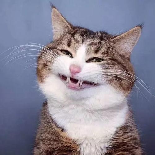 娱乐吃瓜小猫咪小说,小猫咪的娱乐圈冒险之旅